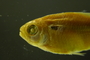 Astyanax bimaculatus novae 33 mmSL FMNH 54641 head